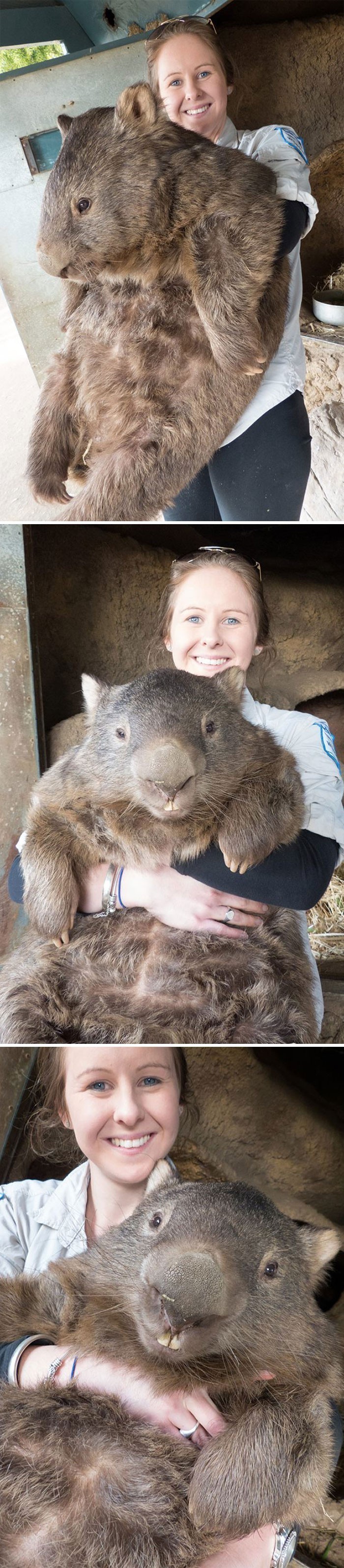 15. Rozmiar tego wombata