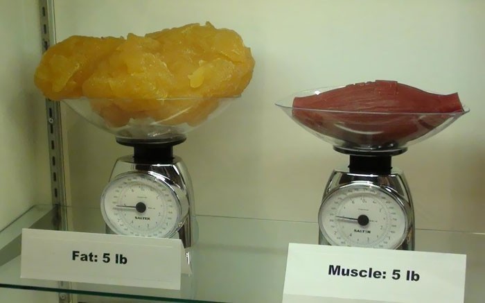 18. 5 funtów (2,3 kg) tłuszczu w porównaniu do 5 funtów mięśni