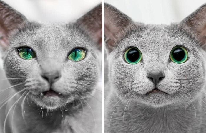 9. Oczy tego samego kota: dzień vs noc