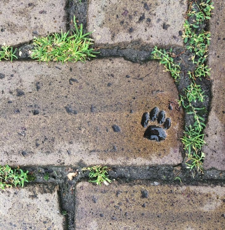 11. "Jakiś kot 'pomógł' w układaniu chodnika niedaleko mojego domu."