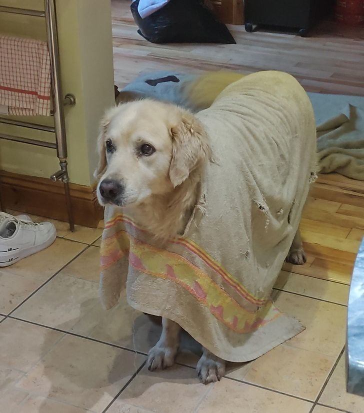 3. "Mój pies wygryzł dziurę w swoim ręczniku i nosi go niczym poncho."