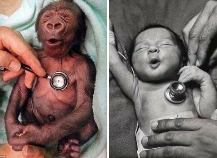 5. Reakcja małego goryla i niemowlęcia na chłodny stetoskop