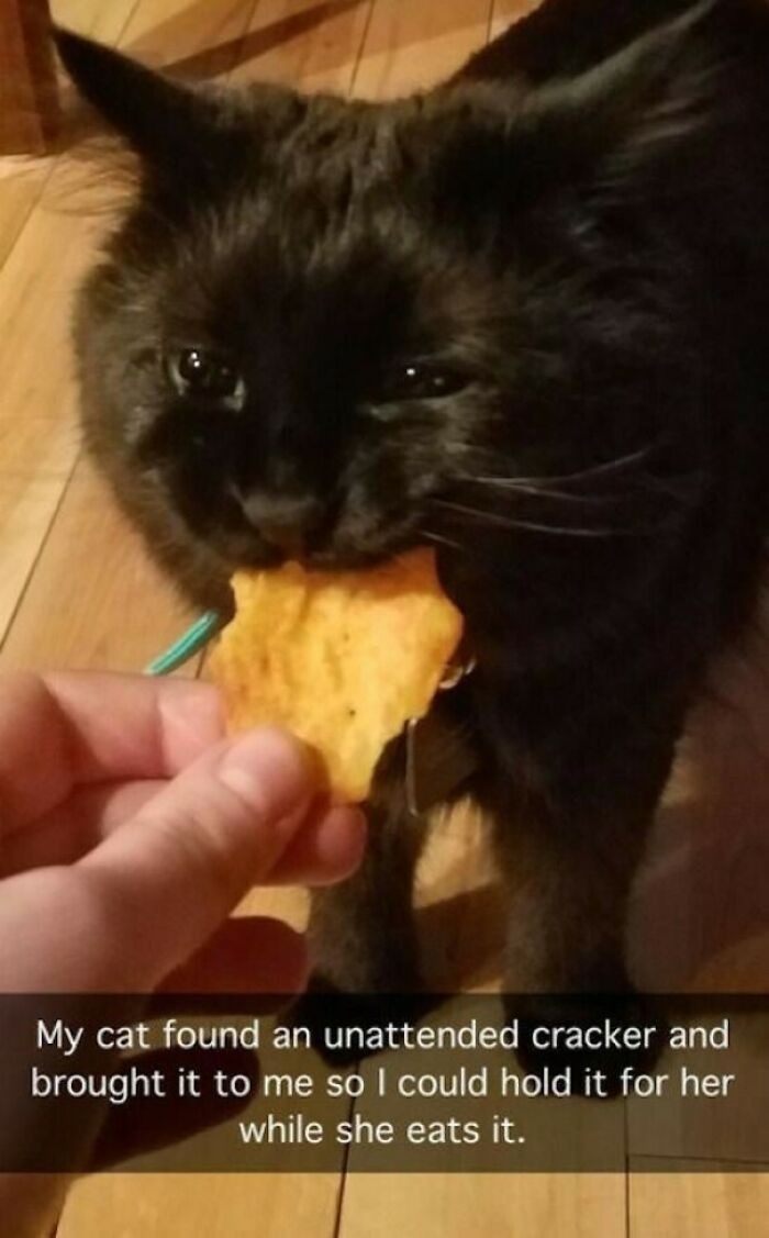 12. "Moja kotka znalazła krakersa i przyniosła mi go, bym potrzymał jej go podczas jedzenia."
