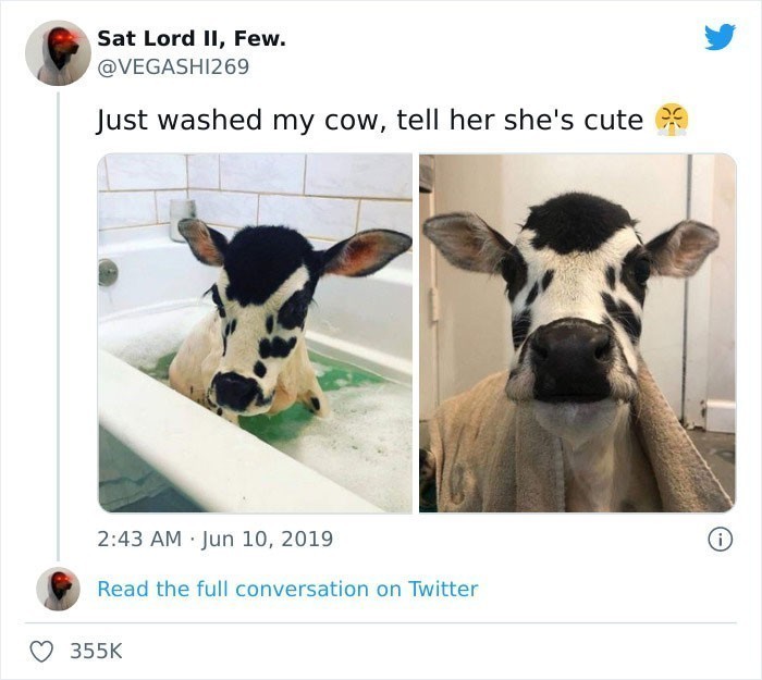 14. "Właśnie wykąpałem swoją krowę. Powiedzcie jej, że jest urocza."