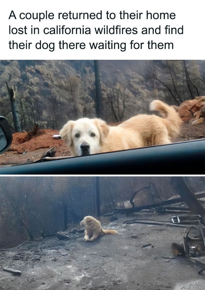 3. "Para wróciła do swojego domu, który spłonął w pożarze, i znalazła ich psa czekającego na miejscu."