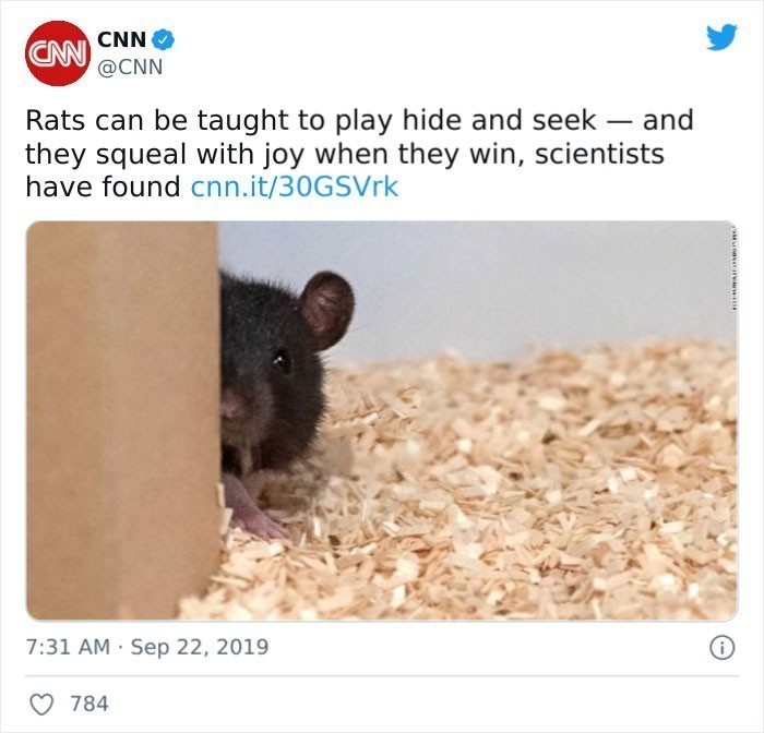 9. "Naukowcy odkryli, że szczury mogą nauczyć się zabawy w chowanego, a gdy wygrają, piszczą z radości."