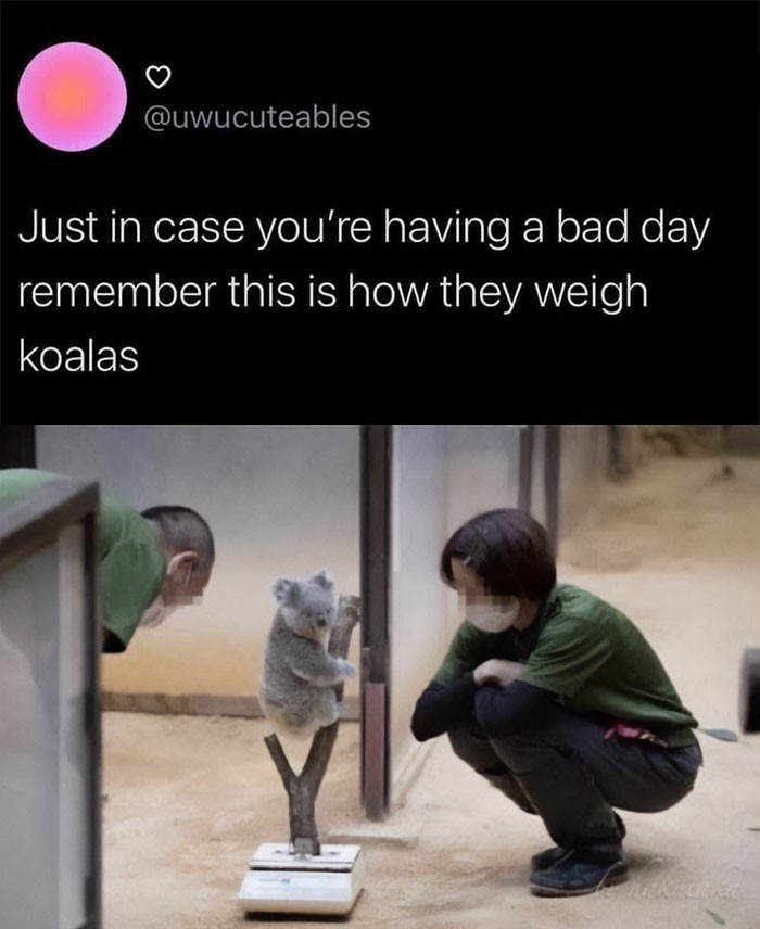 10. "Jeśli macie gorszy dzień, pamiętajcie, że koale waży się w taki sposób."