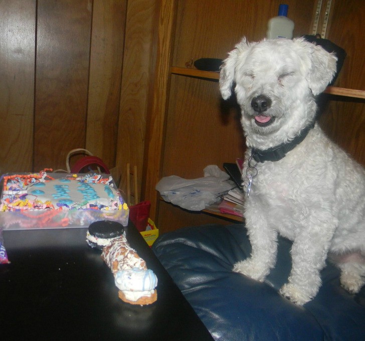 "Reakcja mojego psa na jego prezent urodzinowy"