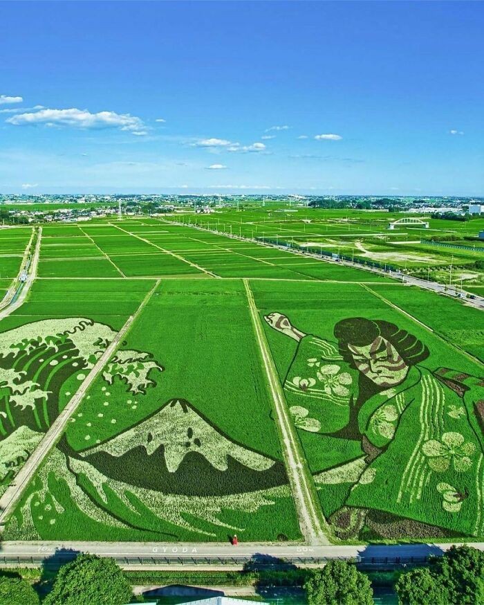 Ozdobne pola ryżowe w Japonii