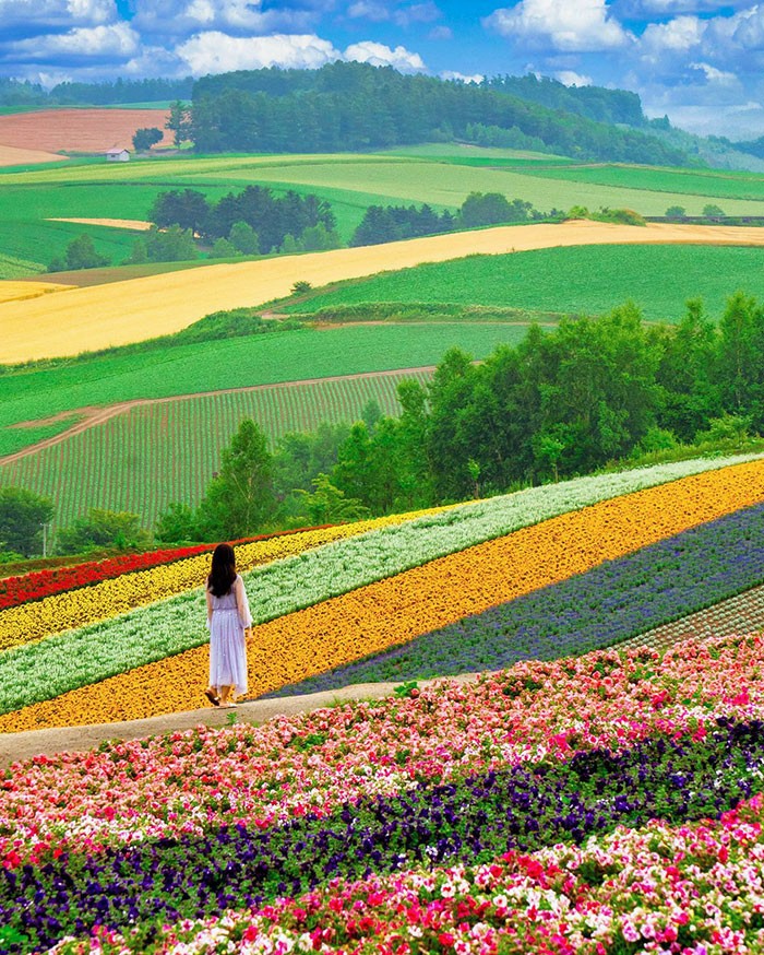 Pole kwiatów w Hokkaido