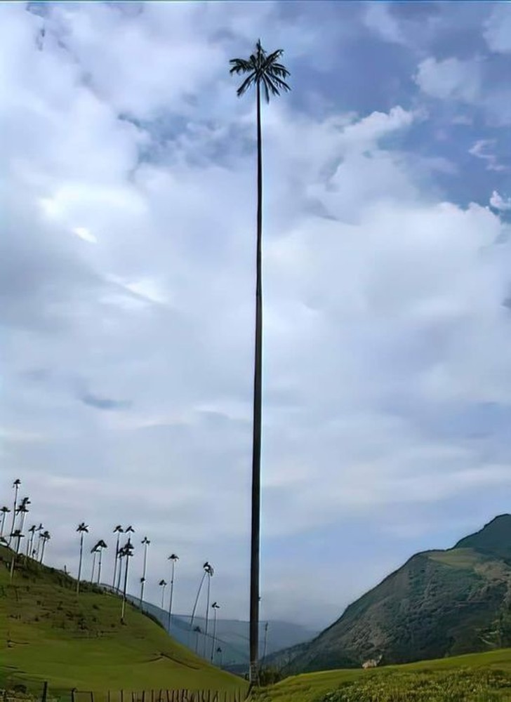 "Najwyższa palma na świecie rośnie w Kolumbii. Ma niespełna 60 metrów."