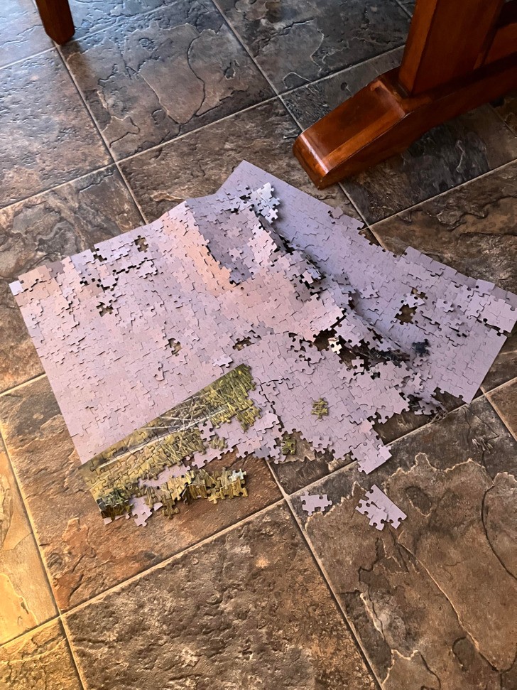 "Nasz pies przestraszył naszego kota, który wskoczył na stół i zrzucił nasze puzzle z 1000 elementów."