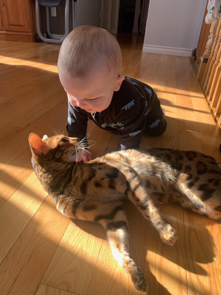 "Moje dziecko i mój kot dziś rano"