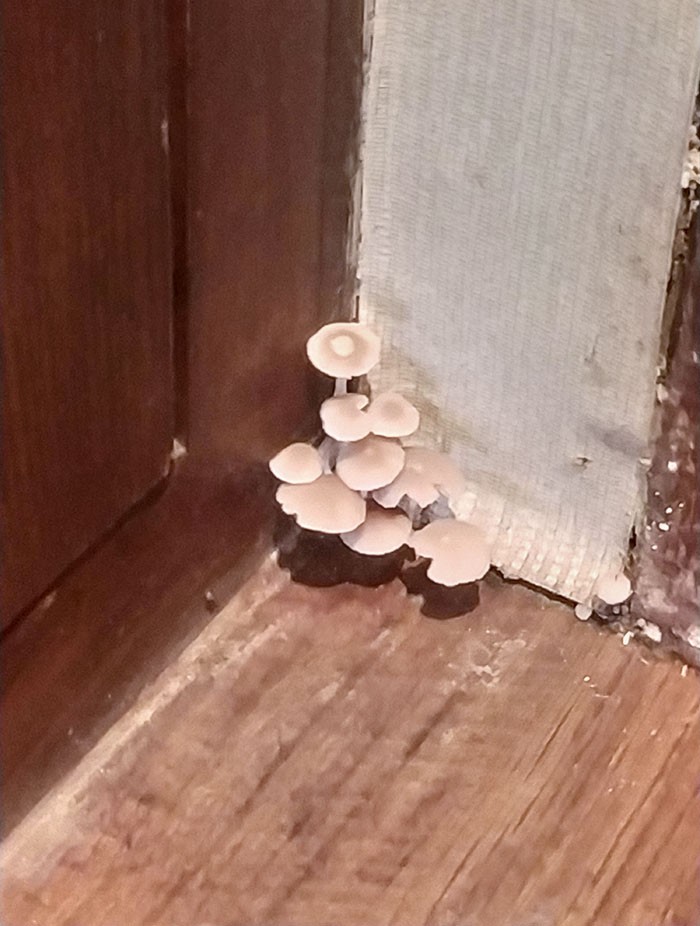 "W moim pokoju hotelowym rosną grzyby."