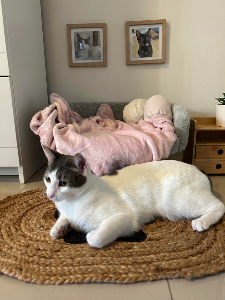 "Stworzyłam ten piękny miniaturowy pokoik dla mojego kota, a on woli leżeć na dywaniku."