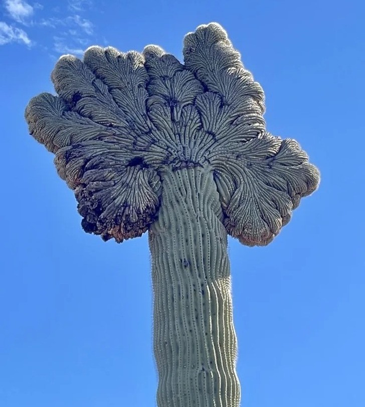 "Rzadka odmiana kaktusa saguaro"