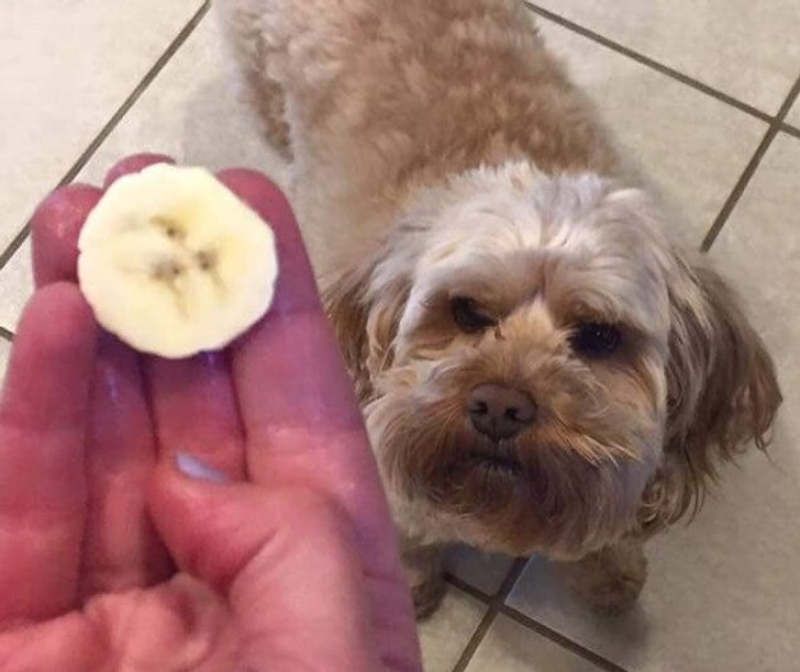 "Gdy twój pies wygląda jak plasterek banana"