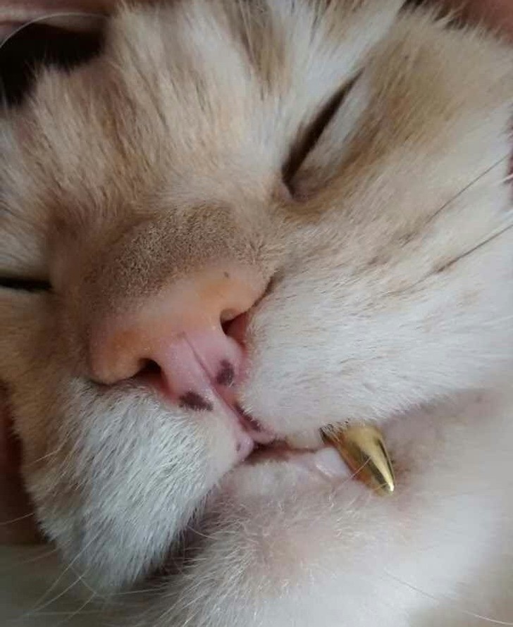 "Ta biedna kotka złamała sobie ząb, więc jej właścicielka, dentystka, wstawiła jej złoty zamiennik."