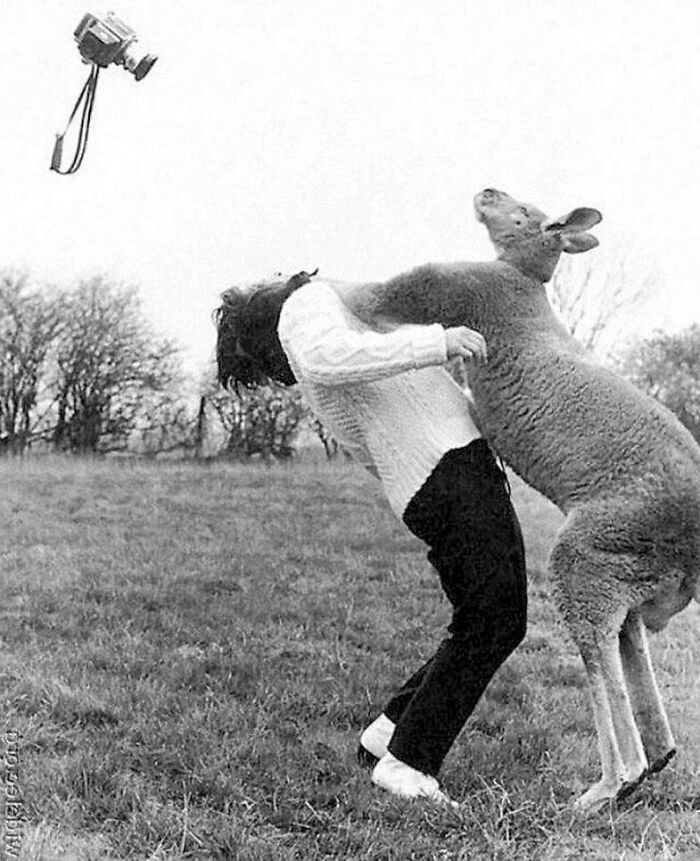 "Kangur nokautujący fotografa starającego się zrobić mu zdjęcie. Rok 1967"