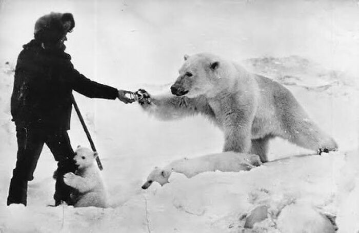 "Sowiecki badacz Nikolai Machulyak karmiący samicę niedźwiedzia polarnego i jej młode skondensowanym mlekiem i mięsem"