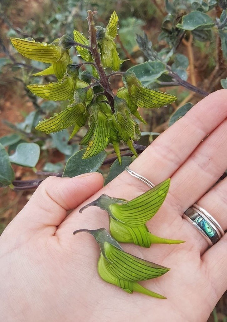 11. Te kwiaty wyglądają niczym malutkie kolibry