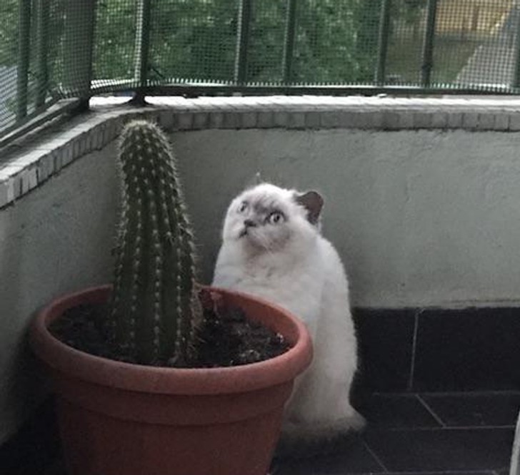 "Dlaczego on gapi się na kaktusa?"