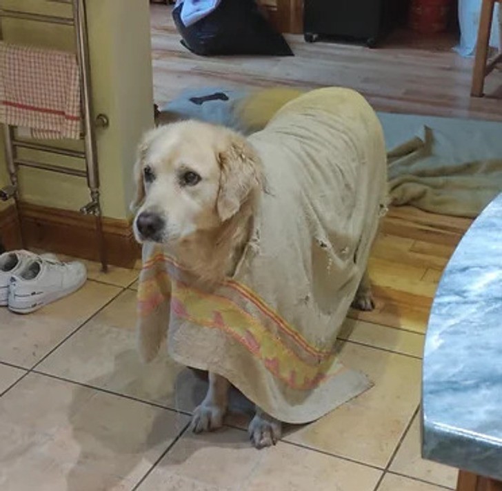 "Mój pies wygryzł dziurę w ręczniku i włożył w nią głowę. Teraz nosi go po domu jak poncho."