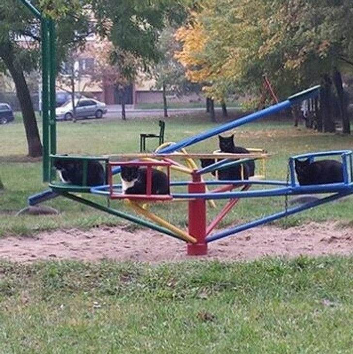 11. "Szłam przez park i nagle zobaczyłam to zgromadzenie."