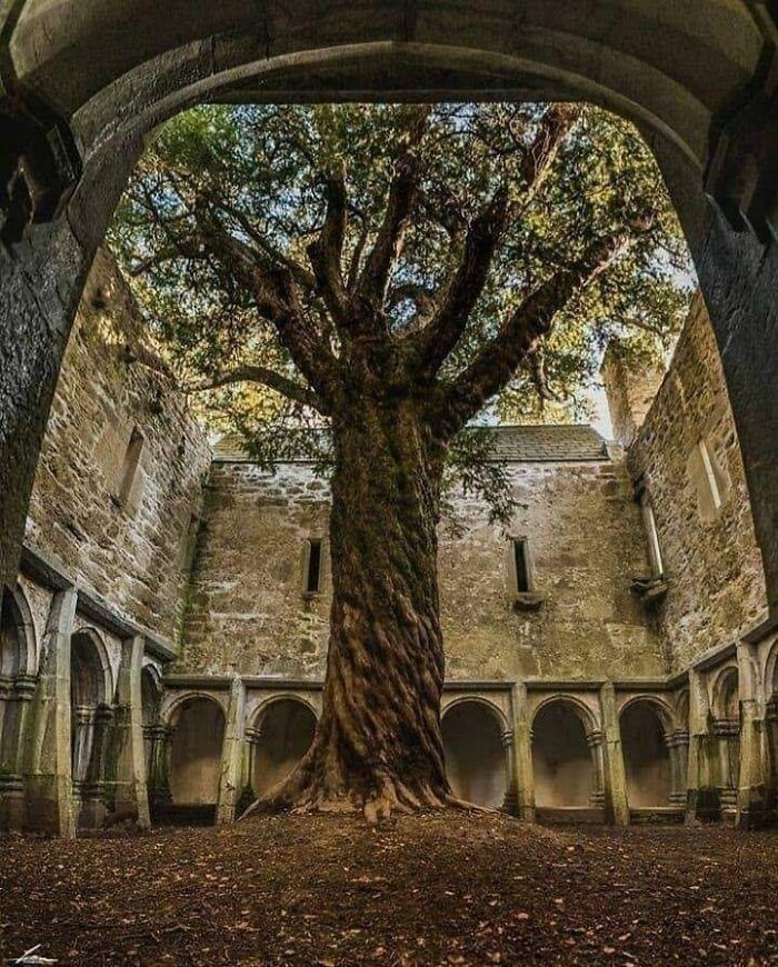 400-letni cis rosnący w Muckross Abbey w Irlandii