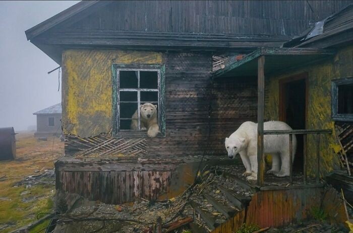 Niedźwiedzie polarne przy opuszczonej sowieckiej stacji meteorologicznej na wyspie Koliuchin