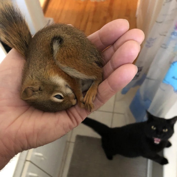 "Uratowałam tę małą wiewiórkę, ale mój kot nie był zachwycony."