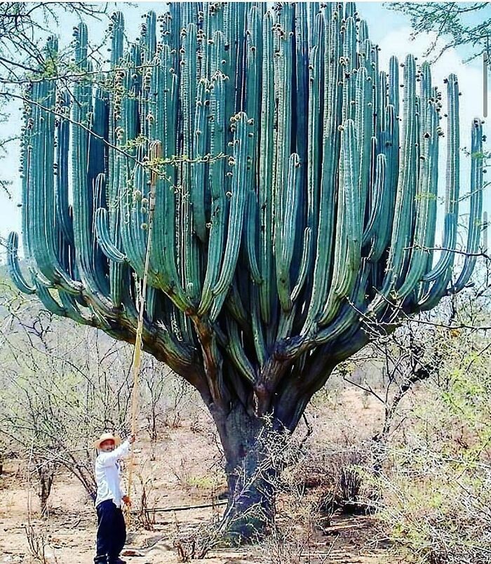 "Gigantyczny kaktus w Oaxaca w Meksyku"