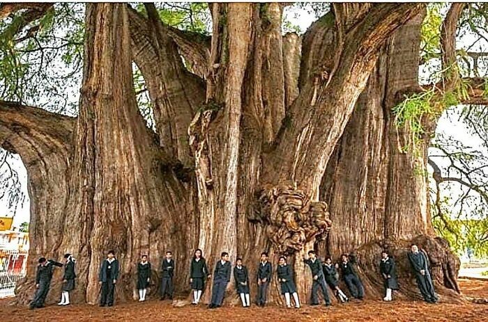 "Drzewo z Tule - drzewo o największym obwodzie na świecie"