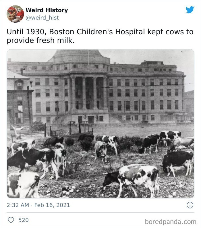 Do 1930 roku, szpital dziecięcy w Bostonie hodował krowy w celu zapewnienia pacjentom świeżego mleka.