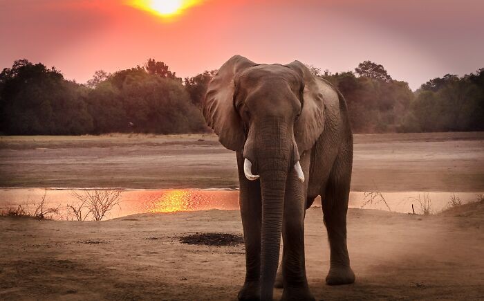 "Słonie to jedyne ssaki, które nie potrafią skakać."