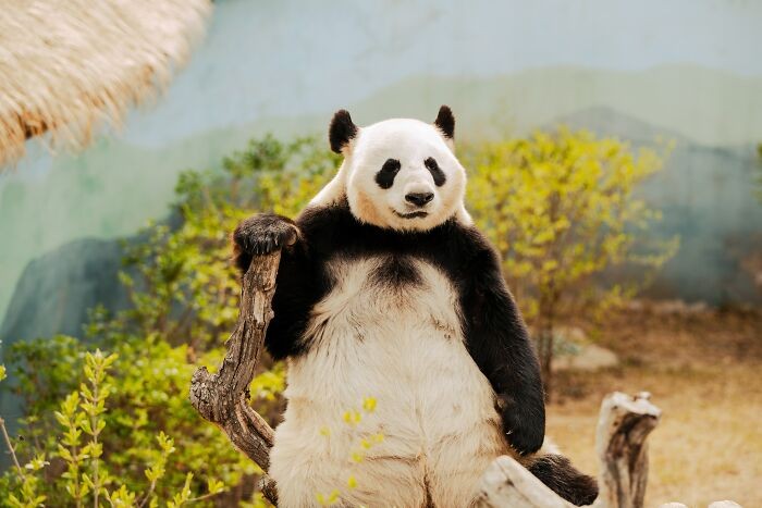 "Pandy wypróżniają się średnio 40 razy dziennie."