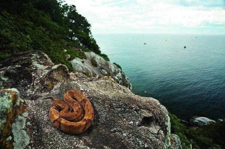 5. Ilha da Queimada Grande zwana też wyspą węży