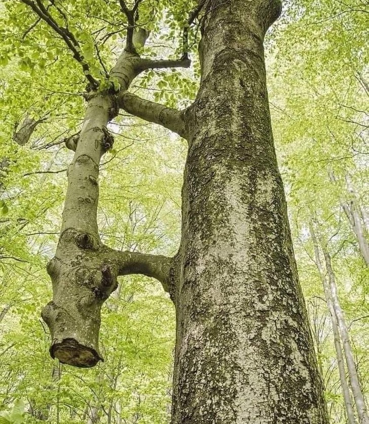 3. "Mniejsze drzewo zostało ścięte lata temu i od tego czasu to większe utrzymuje je przy życiu."