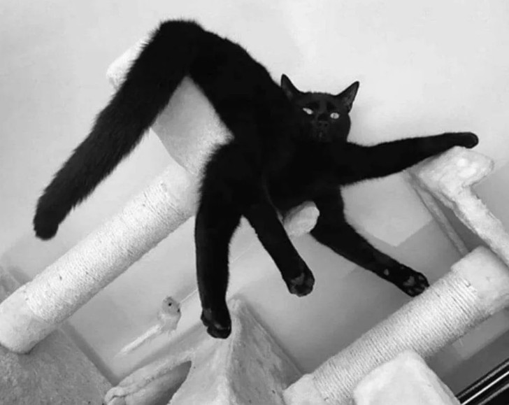 "Spider-Cat"