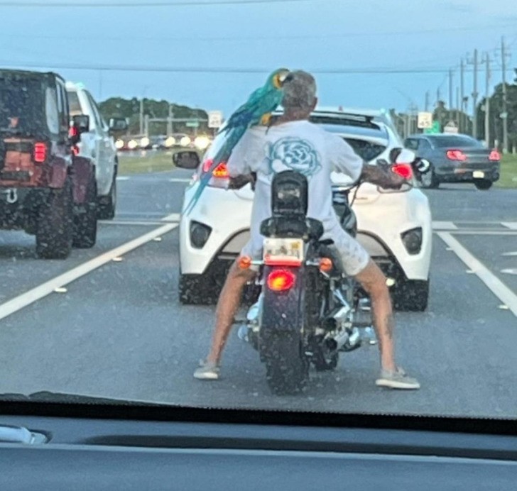 "Papuga siedząca na ramieniu gościa na motocyklu"