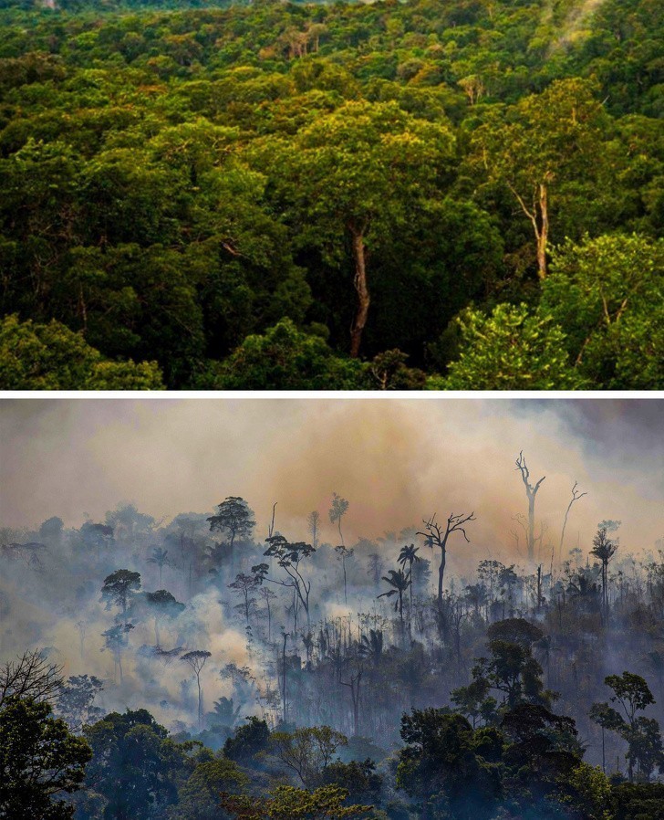 Lasy na całym świecie płoną. Oto co stało się w Amazonii: