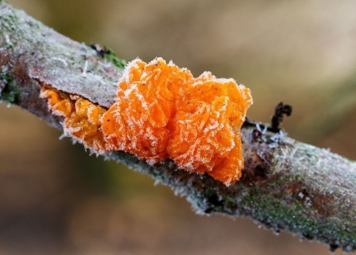 Trzęsak pomarańczowożółty (gatunek grzyba) rosnący na gałęzi
