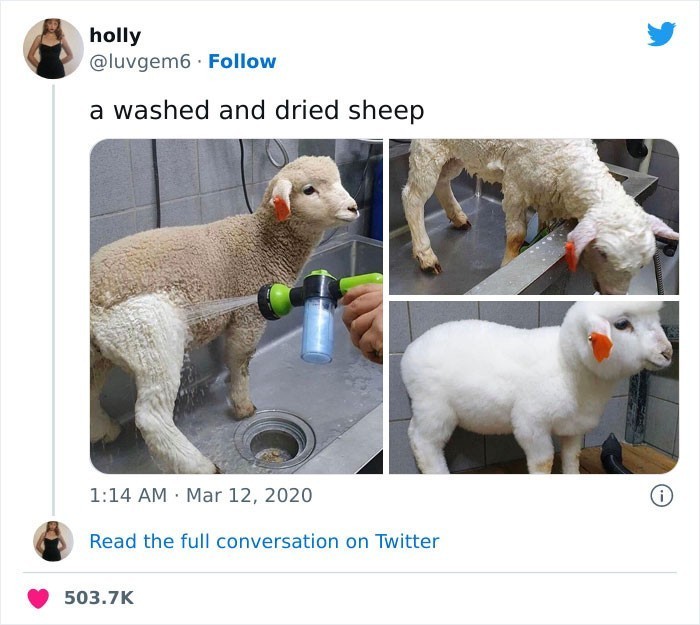 Umyta i wysuszona owca