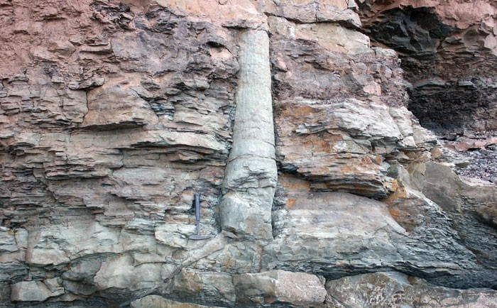 Prehistoryczne drzewo wkomponowane w ścianę klifu