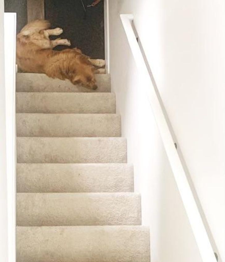 "Przypadkiem zrobiłam zdjęcie mojemu psu pod dziwnym kątem i większość osób nie potrafi powiedzieć czy leży on na górze czy na dole schodów."