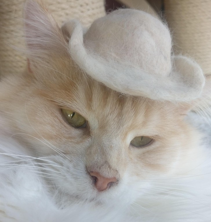 "Zrobiłam mojemu kotu kapelusz z jego własnej sierści."