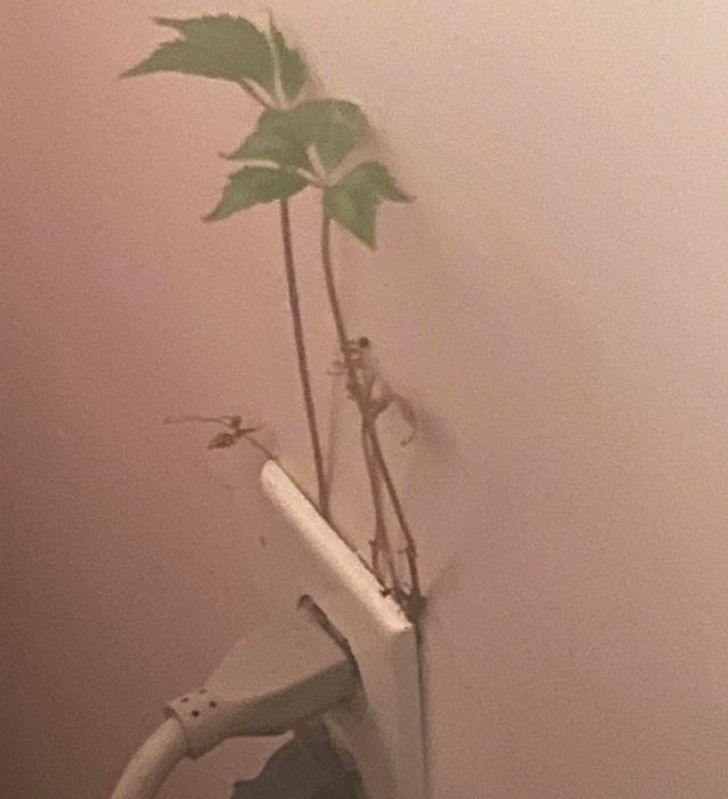 "Z mojego gniazdka elektrycznego wyrastają rośliny."