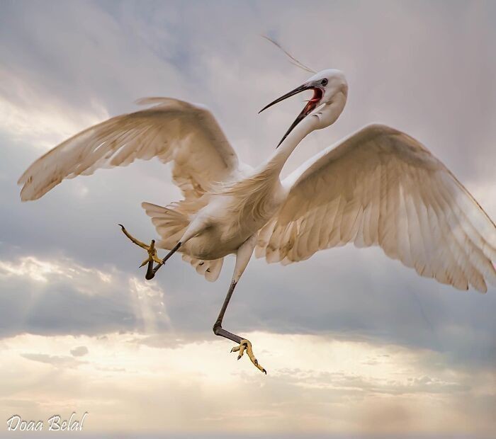 Niezgrabny egret z Egiptu