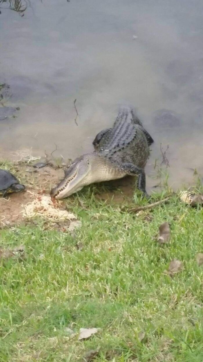 Aligator i żółw jedzący spaghetti niczym Lady i Tramp z Zakochanego Kundla