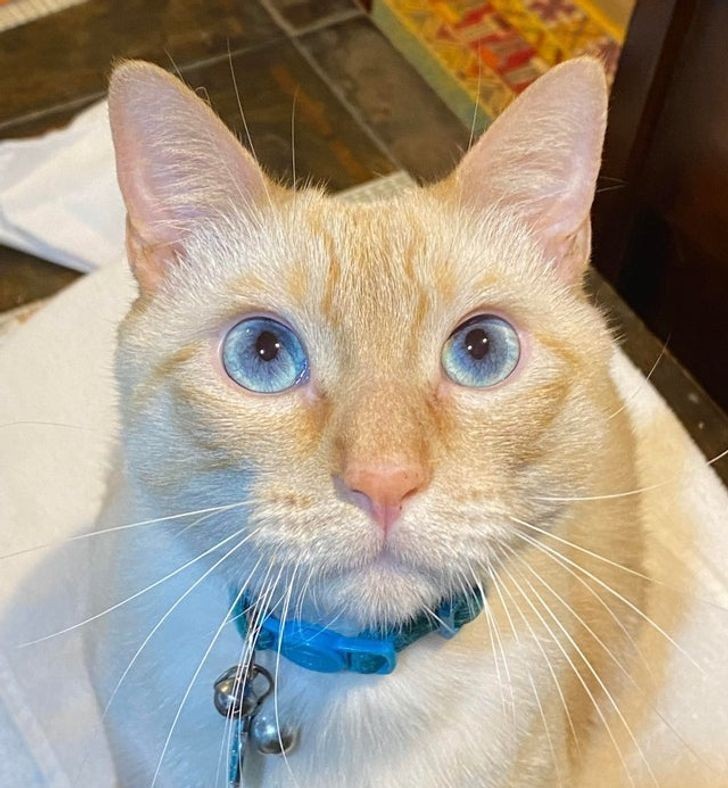 "Oto Marshmallow i jego niewiarygodnie niebieskie oczy"